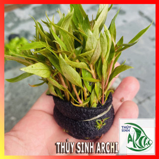 Huyết Tâm Lan mini 15-20 ngọn lá cạn Cây thủy sinh cắt cắm