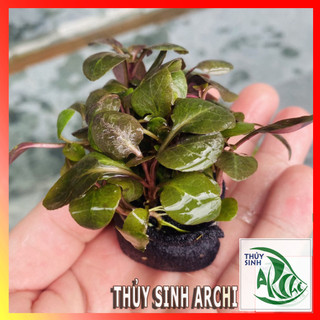Cây thủy sinh hồng ba tiêu 10-13 ngọn lá cạn