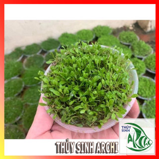 Cây thủy sinh Trân châu Nhật Glossostigma Elatinoides