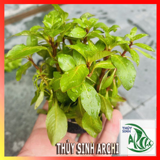 Hồng thái dương lá cạn 13-18 ngọn