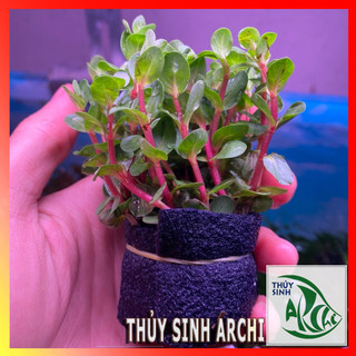Vảy ốc siêu đỏ trên 20 ngọn lá cạn