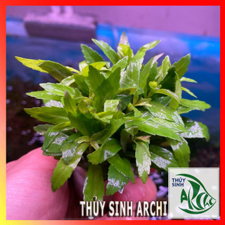 Cây thủy sinh Liễu trúc Pogostemon Sp trên 15 ngọn lá cạn