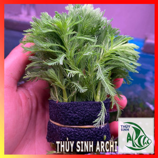 Cây thủy sinh Xương cá Ceratopteris thallitrichoides trên 15 ngọn lá cạn cắt cắm