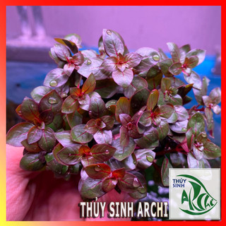 Cây thủy sinh Tân đế tài hồng 18-25 ngọn lá cạn