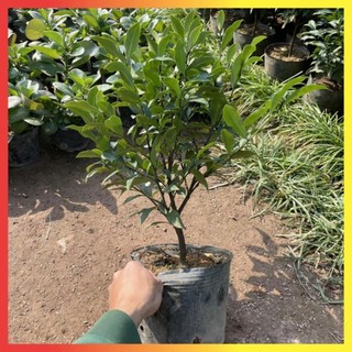 Cây Lan Tiêu 50cm ( Hàm Tiếu Trắng )