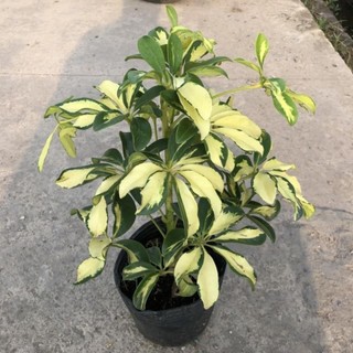Cây ngũ gia bì cẩm thạch và lá xanh cao 40cm