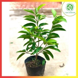 Cây hoa ngọc lan hoa thơm vàng & trắng cao 60cm đang nụ