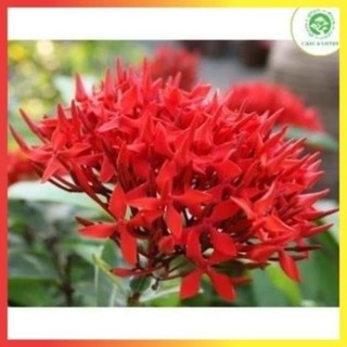Cây mẫu đơn ta cao 60cm