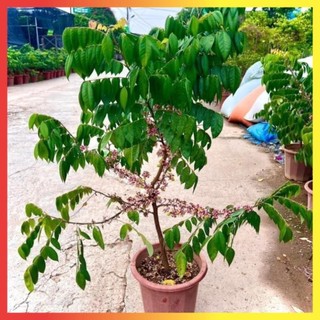 Cây khế ngọt trưởng thành đang hoa quả cao 80cm