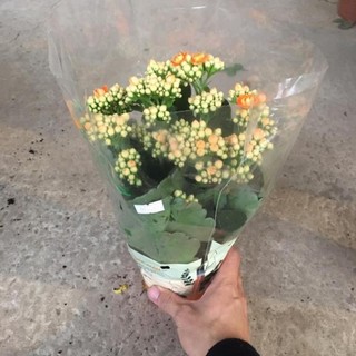 Cây hoa sống đời kép để bàn sai nụ sai hoa,bền hoa
