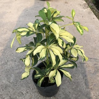 Cây ngũ gia bì cẩm thạch và lá xanh cao 40cm