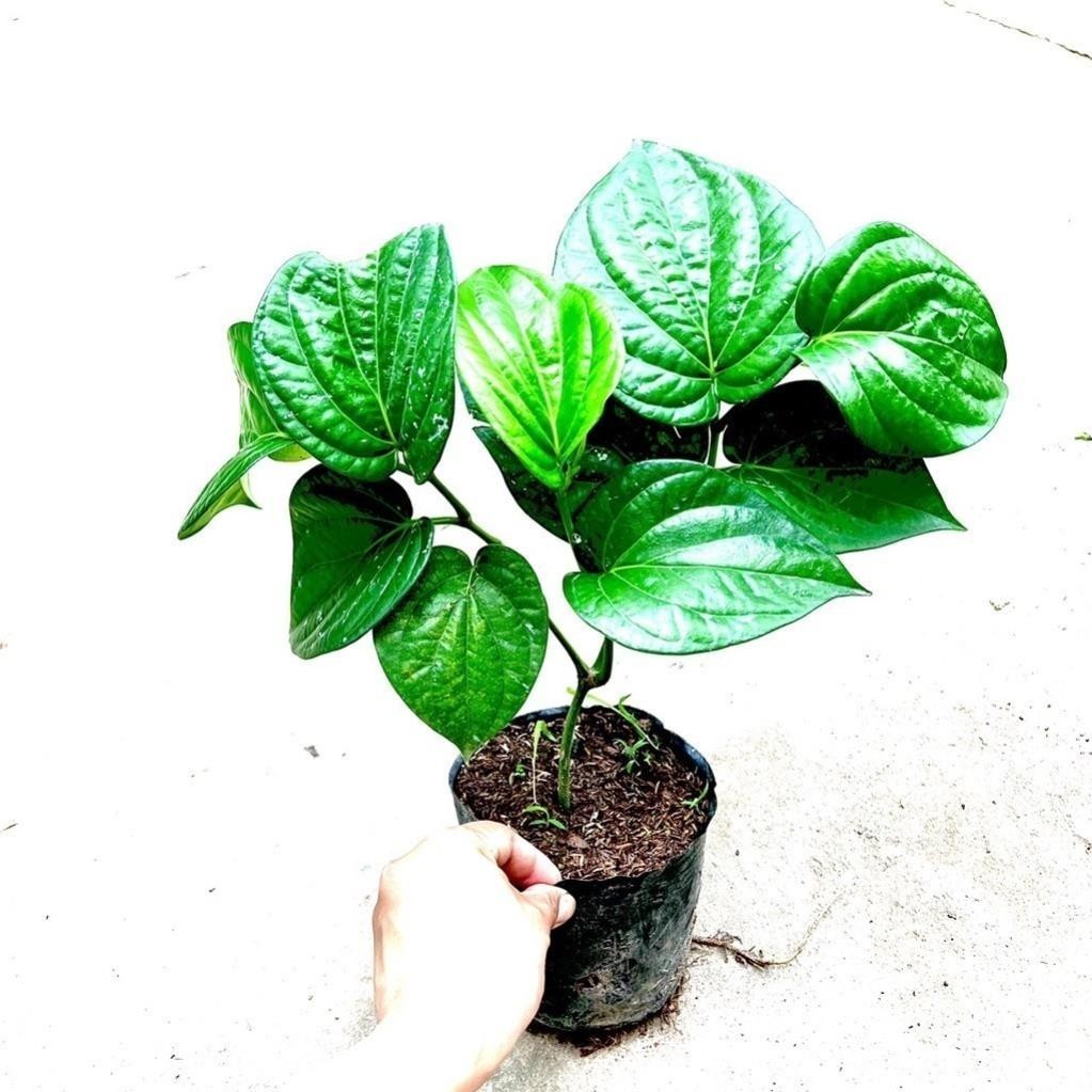 Cây trầu không cao 30-40 cm