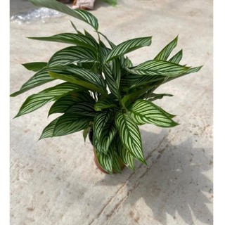 Cây đuôi công xanh kẻ trắng tán lá xum xuê cao 30cm,thích hợp trang trí nội thất,để bàn 26