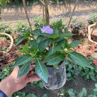 Cây hoa mai địa thảo 28