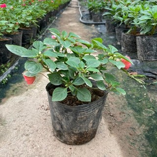 Hoa NGỌC THẢO kép, cao 15~20cm hoa nở đẹp, bắt mắt (Chỉ giao miền Bắc+Bắc miền Trung)