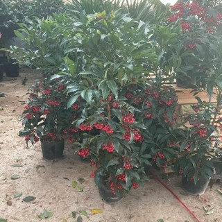 Cây KIM NGÂN LƯỢNG hoa đỏ cao 60-70cm