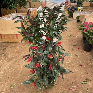 Cây KIM NGÂN LƯỢNG hoa đỏ cao 60-70cm