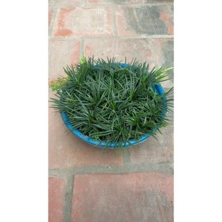 Cây cỏ mỹ 19