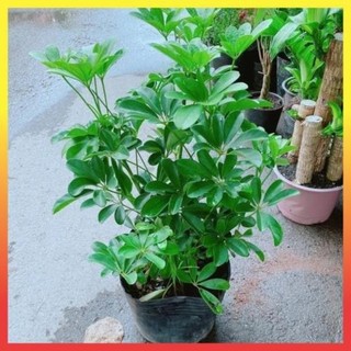 Cây ngũ gia bì cẩm thạch và lá xanh cao 40cm 26