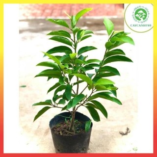 Cây hoa ngọc lan hoa thơm vàng & trắng cao 60cm đang nụ 26
