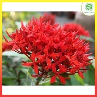 Cây mẫu đơn ta cao 60cm 24