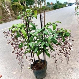 Cây lan bạch dương - Dạ ngọc minh châu cao 70cm đang hoa 24
