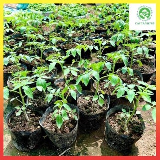 Cây cà chua Bạch Tuộc siêu trái ra trái sau 1 tháng 24