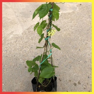 Cây leo -cây thiên lý ngọn dài 60cm hoa thơm nhiều tác dụng thích hợp leo ban công leo giàn @