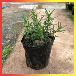 Cây giống - Cây hương thảo Nhỏ cao 10cm mang hương thơm dễ chịu nhiều công dụng 21