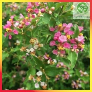 Cây hồng ngọc mai size trung