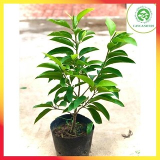 Cây hoa ngọc lan hoa thơm vàng & trắng cao 60cm đang nụ 32