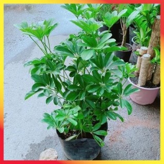 Cây ngũ gia bì cẩm thạch và lá xanh cao 40cm 32
