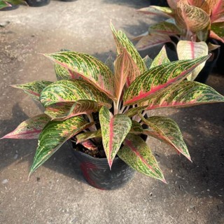 Cây hồng ngân trang trí nội thất,bàn làm việc,chiều cao 30cm