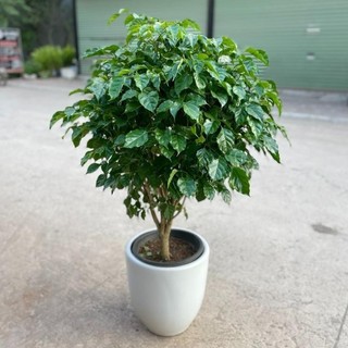 Cây hạnh phúc lùm 1m thân to
