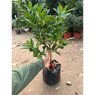 Cây quất ngọt