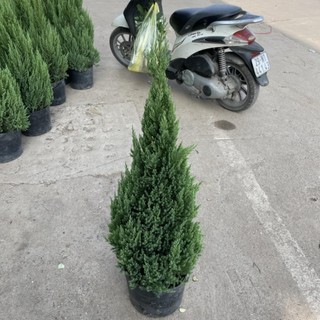 Cây Sơn Tùng