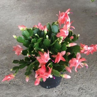 Cây lan càng cua để bàn nhiều nhánh xum,nhiều nụ và hoa