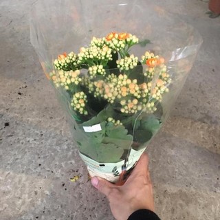 Cây hoa sống đời kép để bàn sai nụ sai hoa,bền hoa