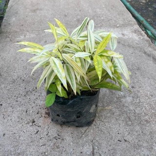 Bụi Trúc Nhật Vàng Mini 20cm