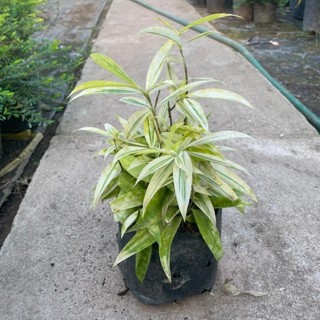 Bụi Trúc Nhật Vàng Mini 20cm