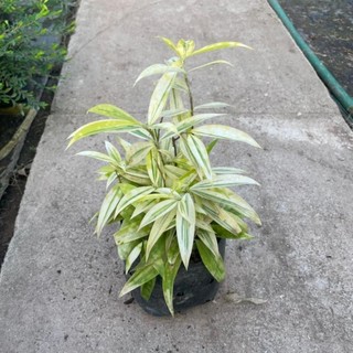 Bụi Trúc Nhật Vàng Mini 20cm