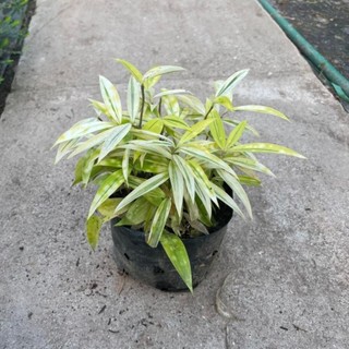 Bụi Trúc Nhật Vàng Mini 20cm