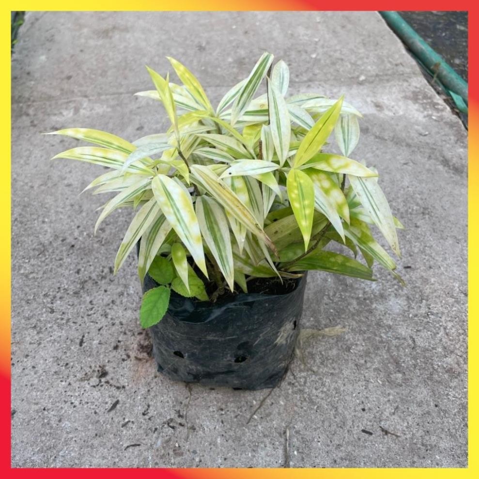 Bụi Trúc Nhật Vàng Mini 20cm