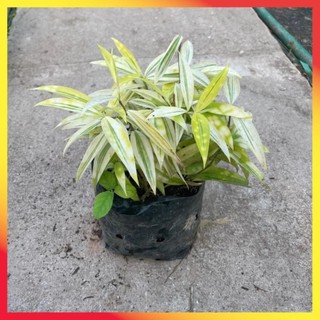 Bụi trúc nhật vàng mini 20cm