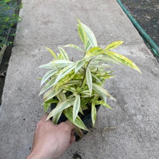 Bụi Trúc Nhật Vàng Mini 20cm