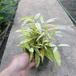 Bụi Trúc Nhật Vàng Mini 20cm