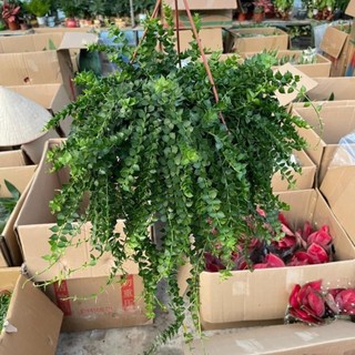 Giỏ Lan Tim