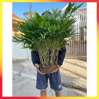 Bụi cây trúc đùi gà