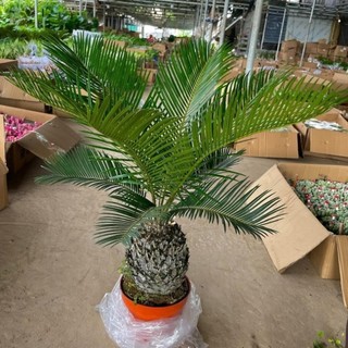Cây Vạn Tuế Size Nhỡ 28