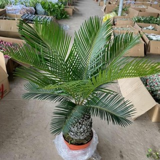 Cây Vạn Tuế Size Nhỡ 28